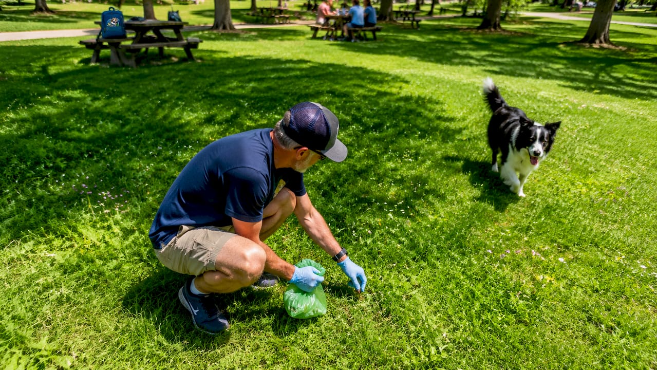 Man cleaning dog waste in backyard