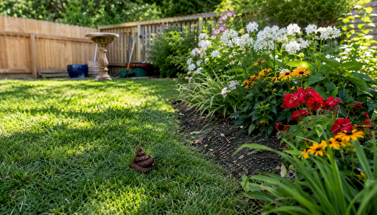 Close-up of dog poop on grass at yard edge