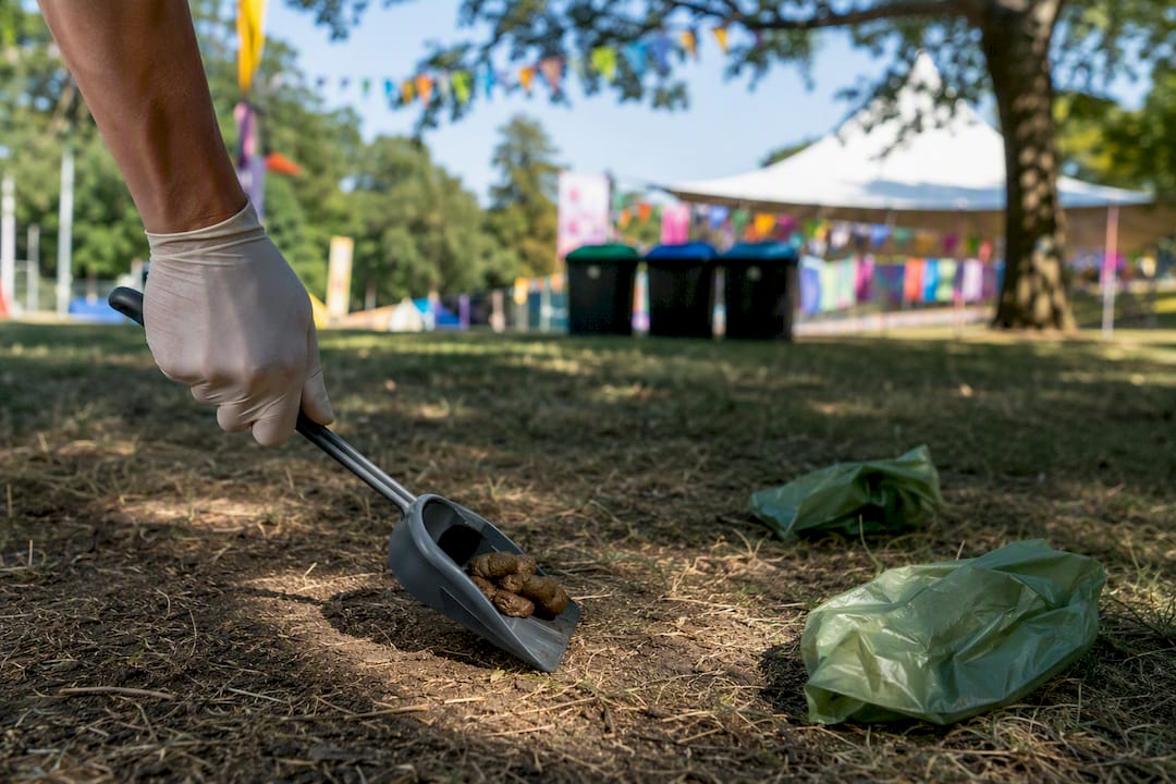 Gloved hand scooping dog poop at event site