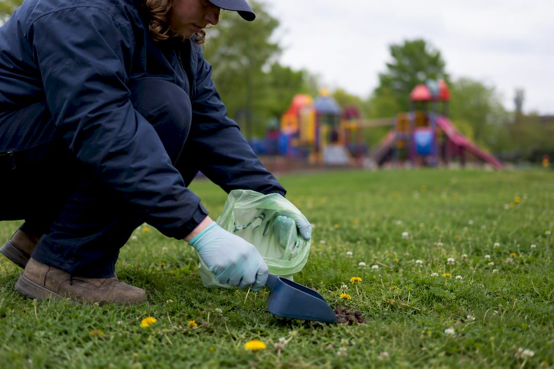 Technician scooping dog waste in yard