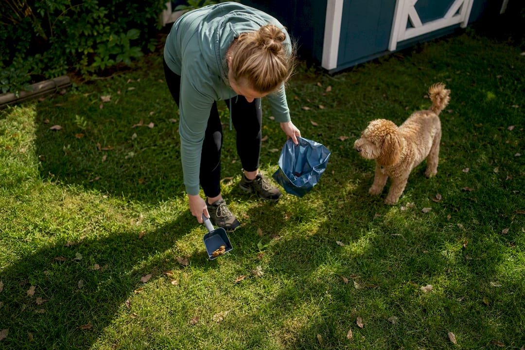 Dog owner scooping dog poop in yard