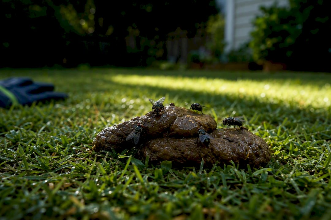 Flies gathering on moist dog waste