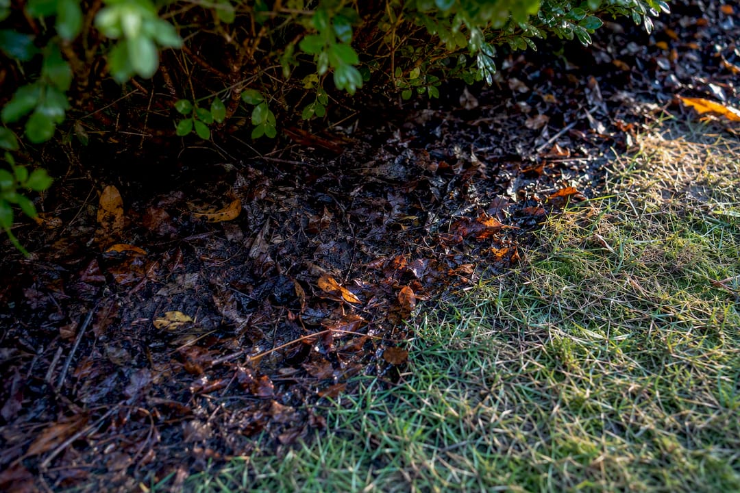 Wet leaves beneath a shaded backyard hedge
